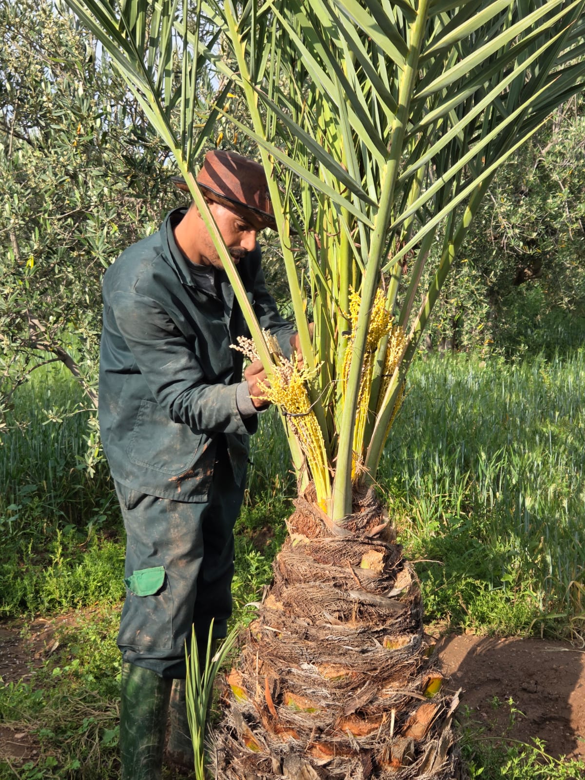 Olive groves in the Marrakech countryside